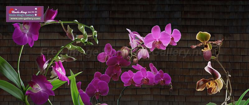 orchid_compose1_xl preview.jpg